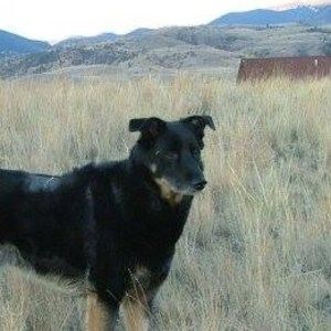 Meet your Posher, Joey